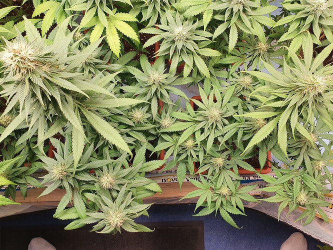 Growreport Bild 11