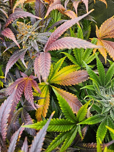 Growreport Bild 15