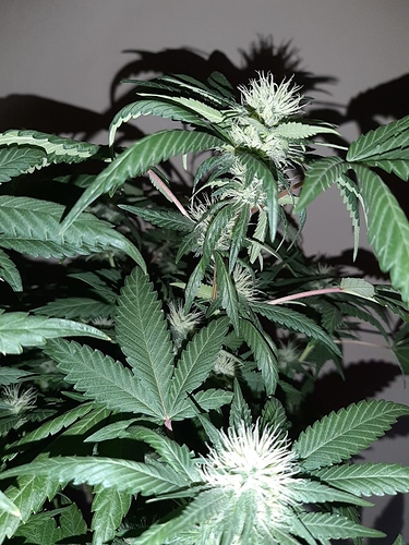 Growreport Bild 3