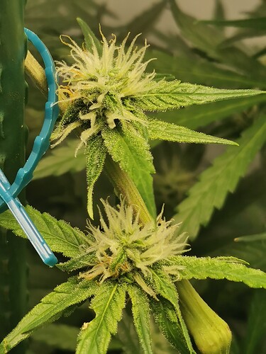 Growreport Bild 10