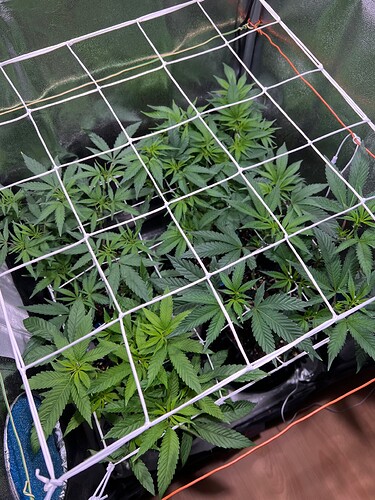 Growreport Bild 12