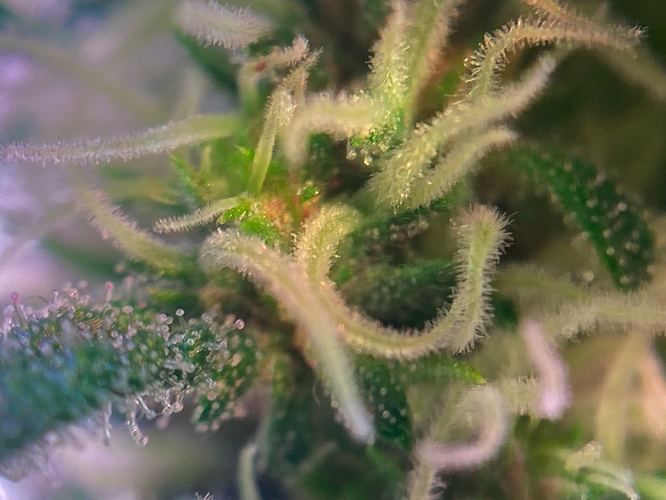 Growreport Bild 42