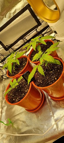 Growreport Bild 3