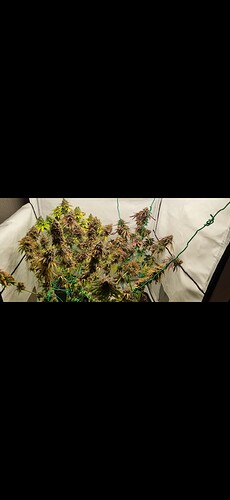 Growreport Bild 13