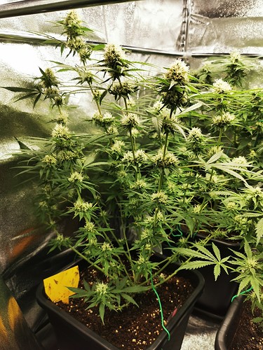 Growreport Bild 6