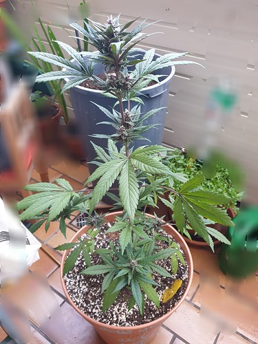 Growreport Bild 4
