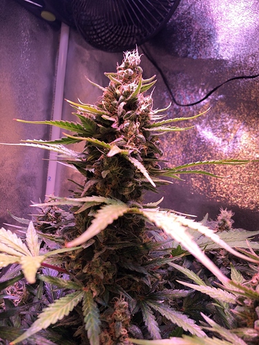 Growreport Bild 21