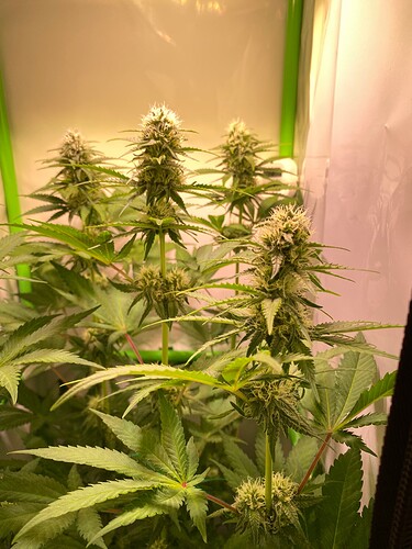 Growreport Bild 5