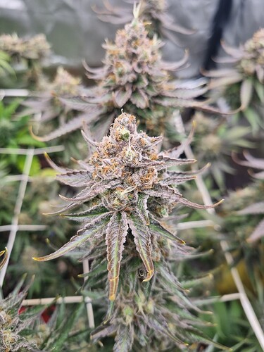 Growreport Bild 12