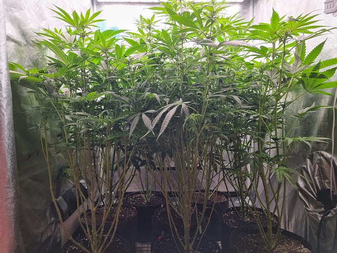 Growreport Bild 4