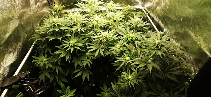 Growreport Bild 20