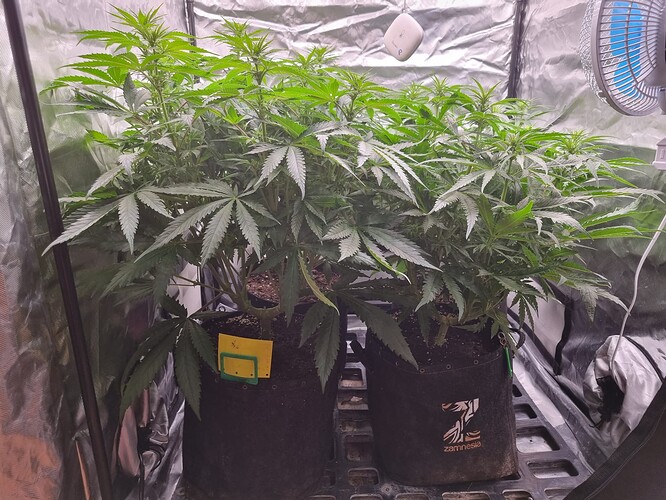 Growreport Bild 43