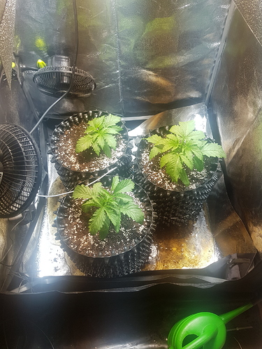 Growreport Bild 24