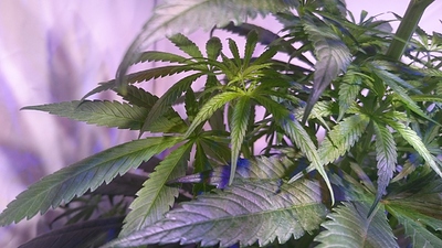 Growreport Bild 18