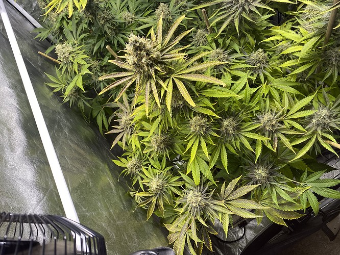 Growreport Bild 12