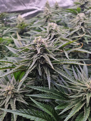 Growreport Bild 27