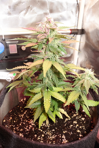 Growreport Bild 3