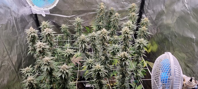 Growreport Bild 19