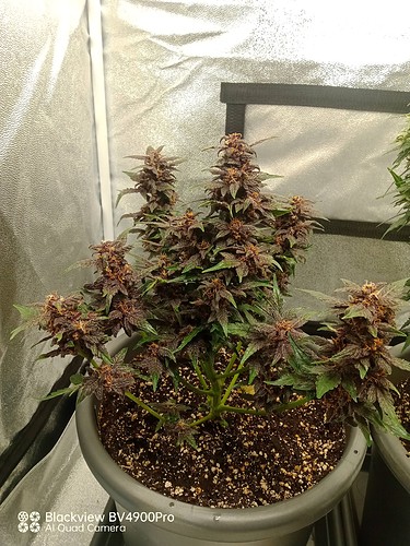 Growreport Bild 1