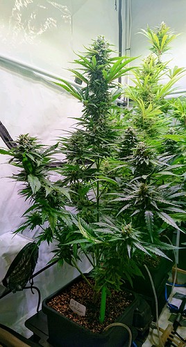 Growreport Bild 5