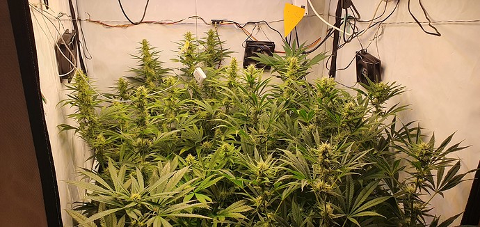 Growreport Bild 8