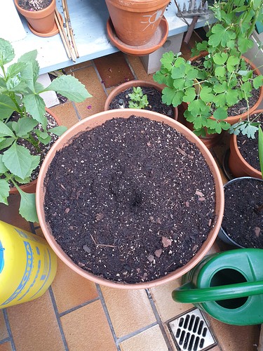 Growreport Bild 3