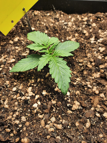 Growreport Bild 2