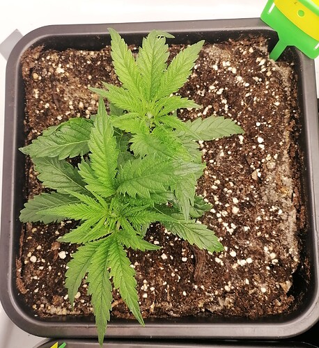 Growreport Bild 9