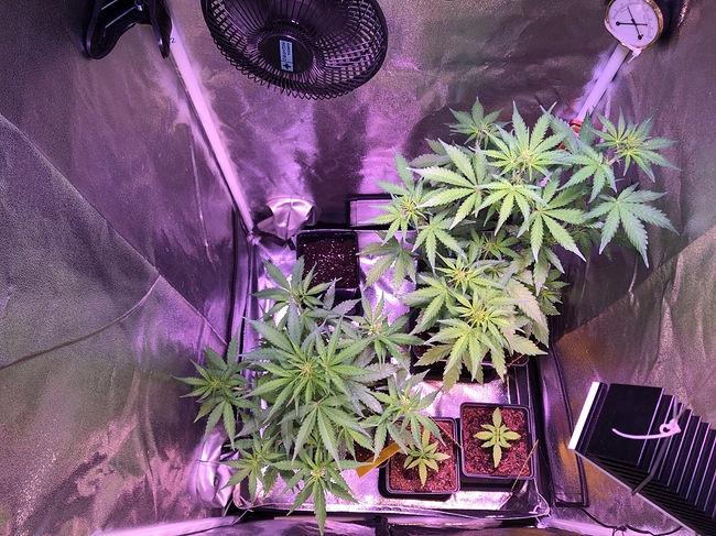 Growreport Bild 22