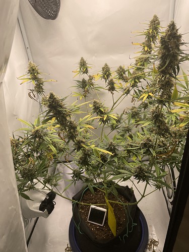 Growreport Bild 17
