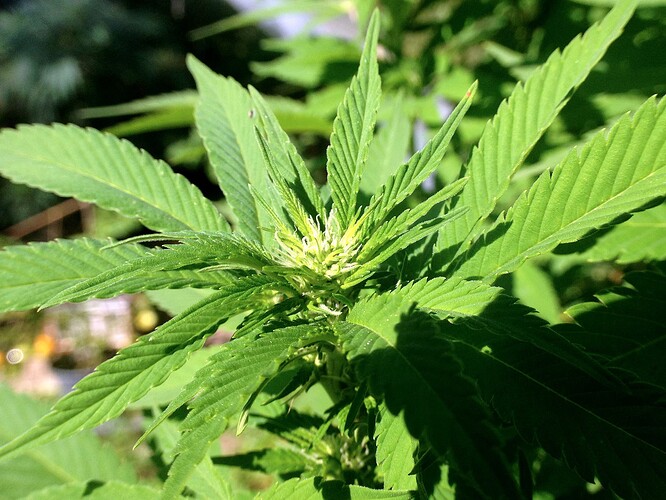 Growreport Bild 5