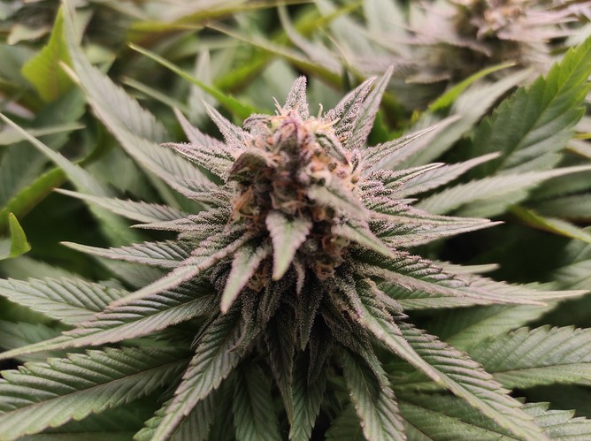 Growreport Bild 3