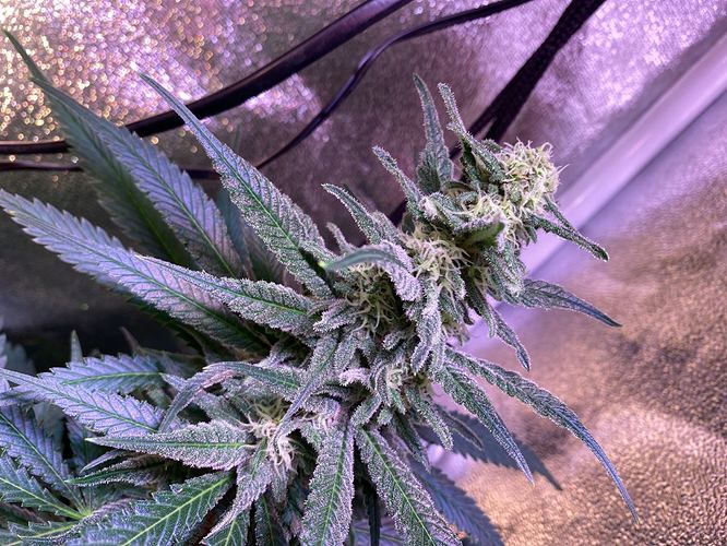 Growreport Bild 12