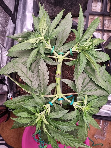 Growreport Bild 30