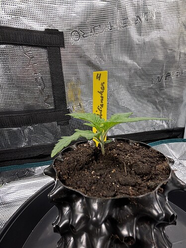 Growreport Bild 67