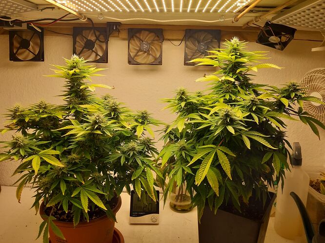 Growreport Bild 8