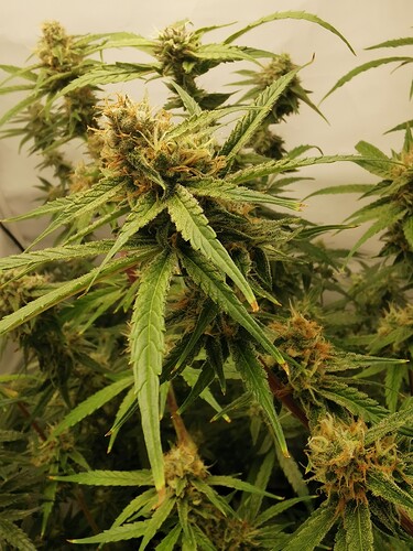 Growreport Bild 19