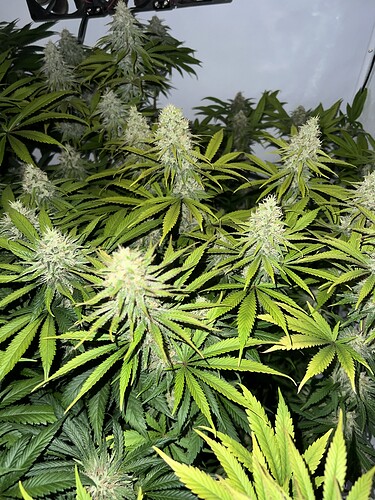 Growreport Bild 1