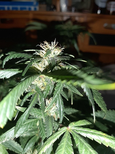 Growreport Bild 10