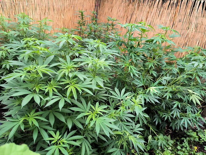 Growreport Bild 4