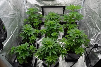 Growreport Bild 1
