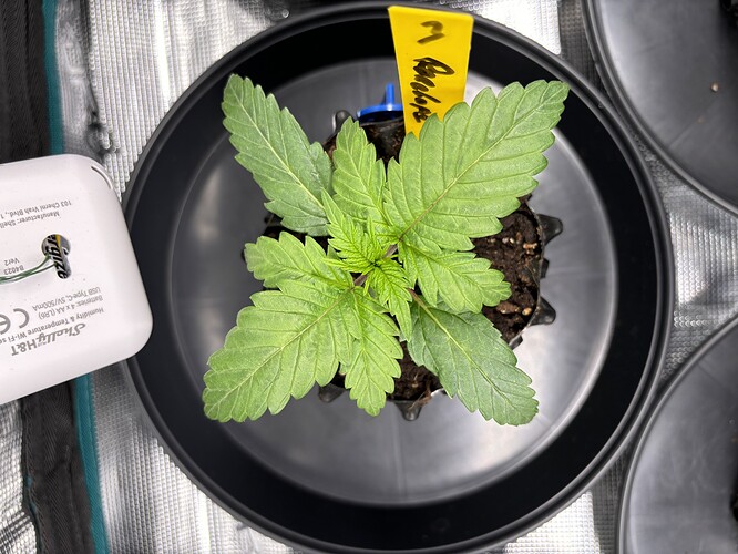 Growreport Bild 64