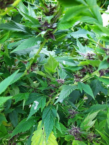 Growreport Bild 11