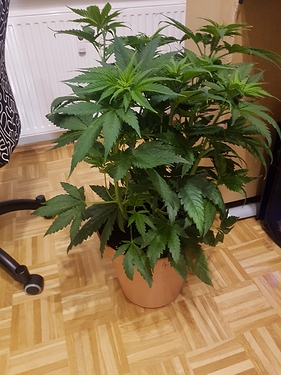 Growreport Bild 2