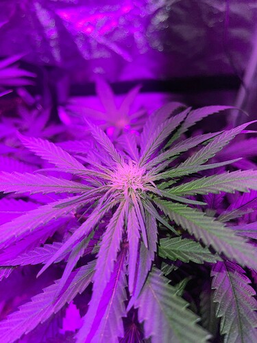 Growreport Bild 3