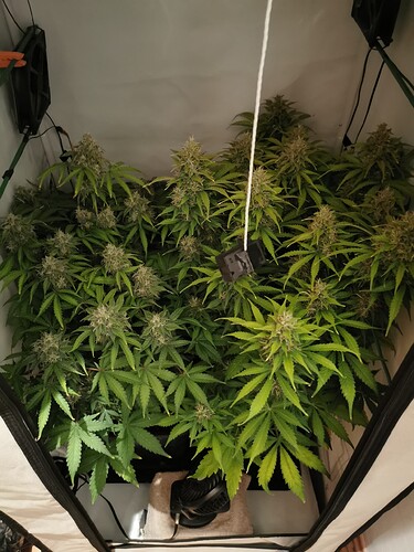 Growreport Bild 1
