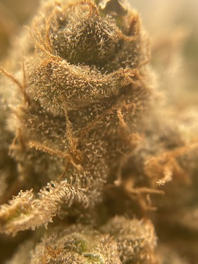 Growreport Bild 1