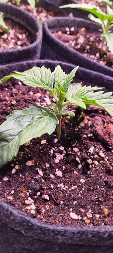 Growreport Bild 6