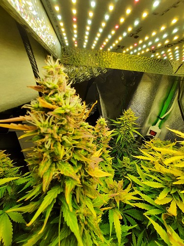 Growreport Bild 4
