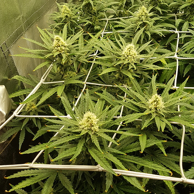 Growreport Bild 13
